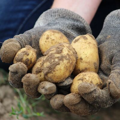 Bild vergrößern: Zwei Hnde in Handschuhen halten Kartoffeln mit Erde in den Hnden.