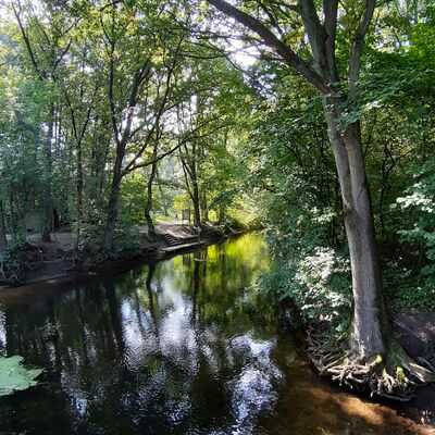 Bild vergrößern: Blick auf den Fluss Trave, rechts und links am Ufer stehen hohe Bume, die Schatten aufs Wasser werfen.