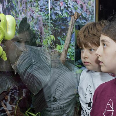 Bild vergrößern: Zwei Jungs betrachten eine grne Schlange in der Erlebnisausstellung des Noctalis in Bad Segeberg