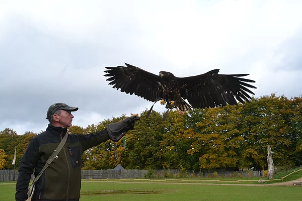 ErlebnisWald Trappenkamp Seeadler fliegt auf Falkner zu