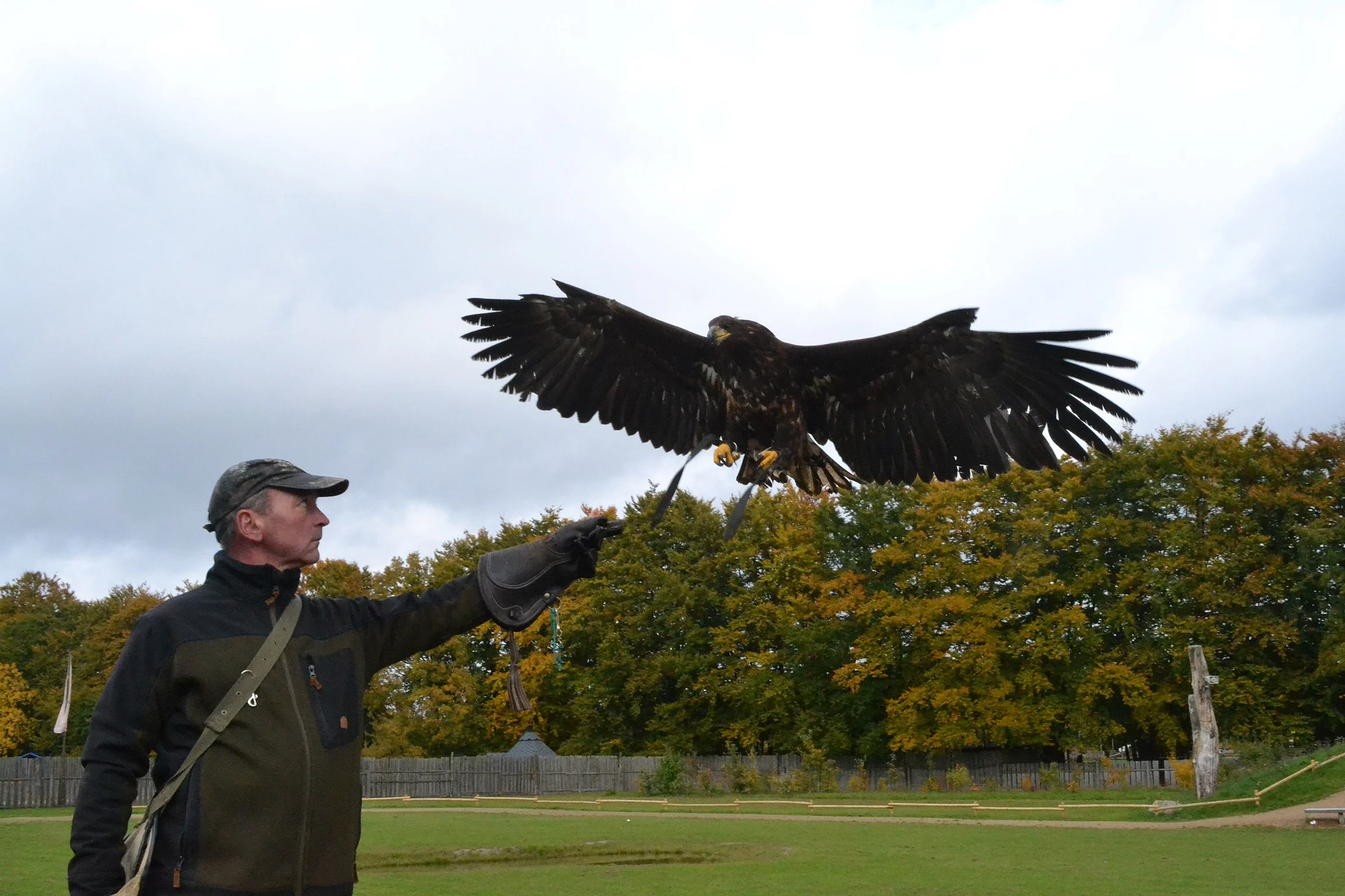 ErlebnisWald Trappenkamp Seeadler fliegt auf Falkner zu