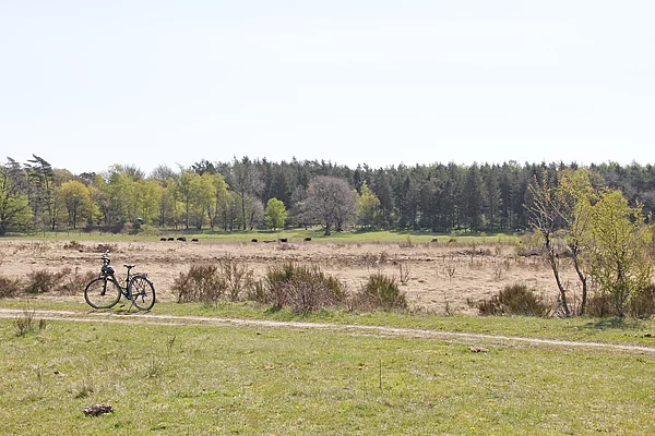 Fahrrad steht auf einem Weg vor einer Moorlandschaft mit Büschen und Wald im Hintergrund
