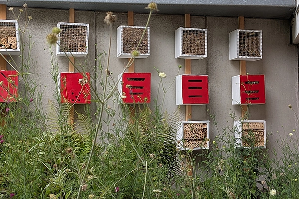 Wand mit mehreren kleinen Insektenhotels in quadratischen Rahmen über einer Wildblumenwiese