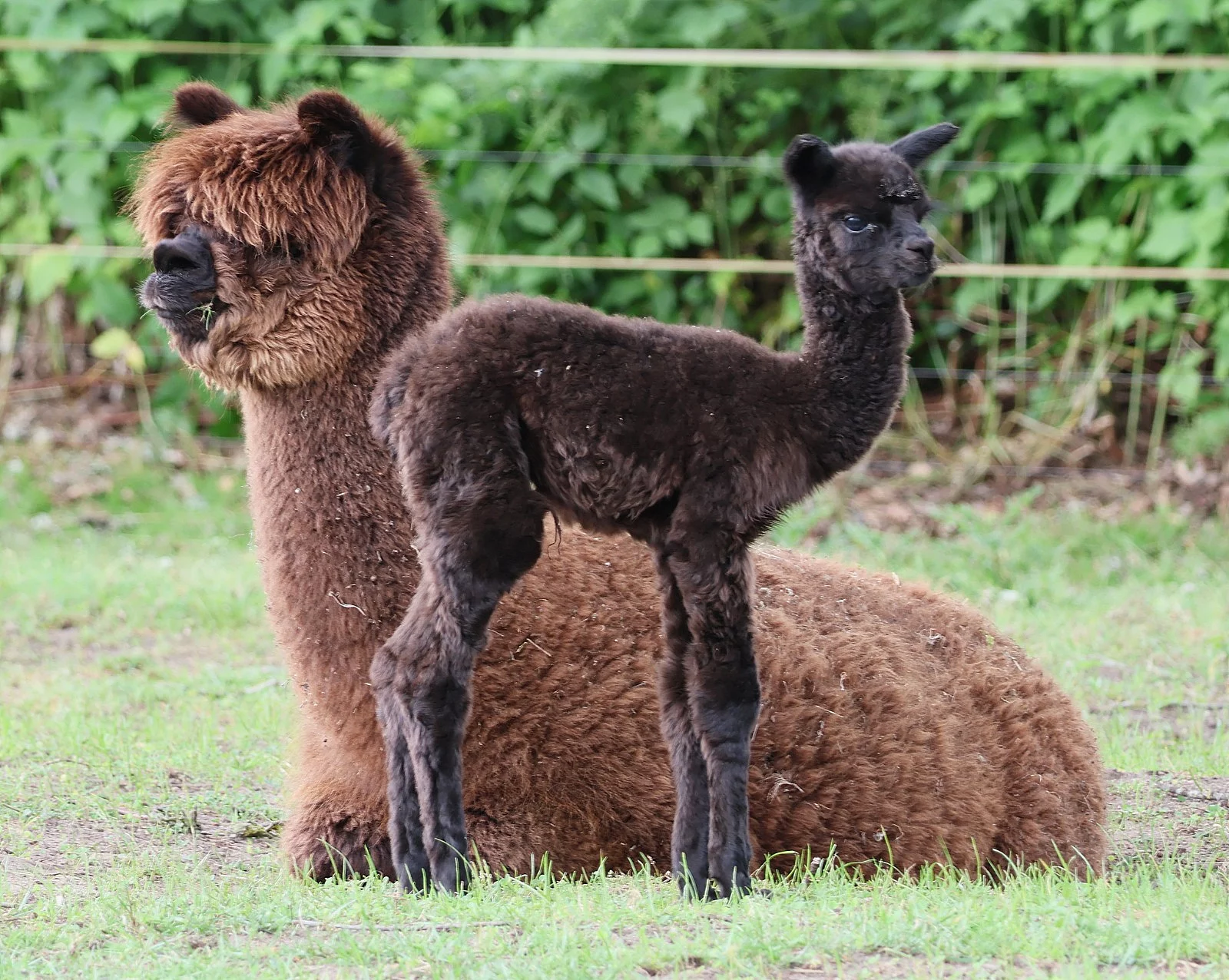 Alpaka Mutter und Junges in der Kleinen Arche Wahlstedt
