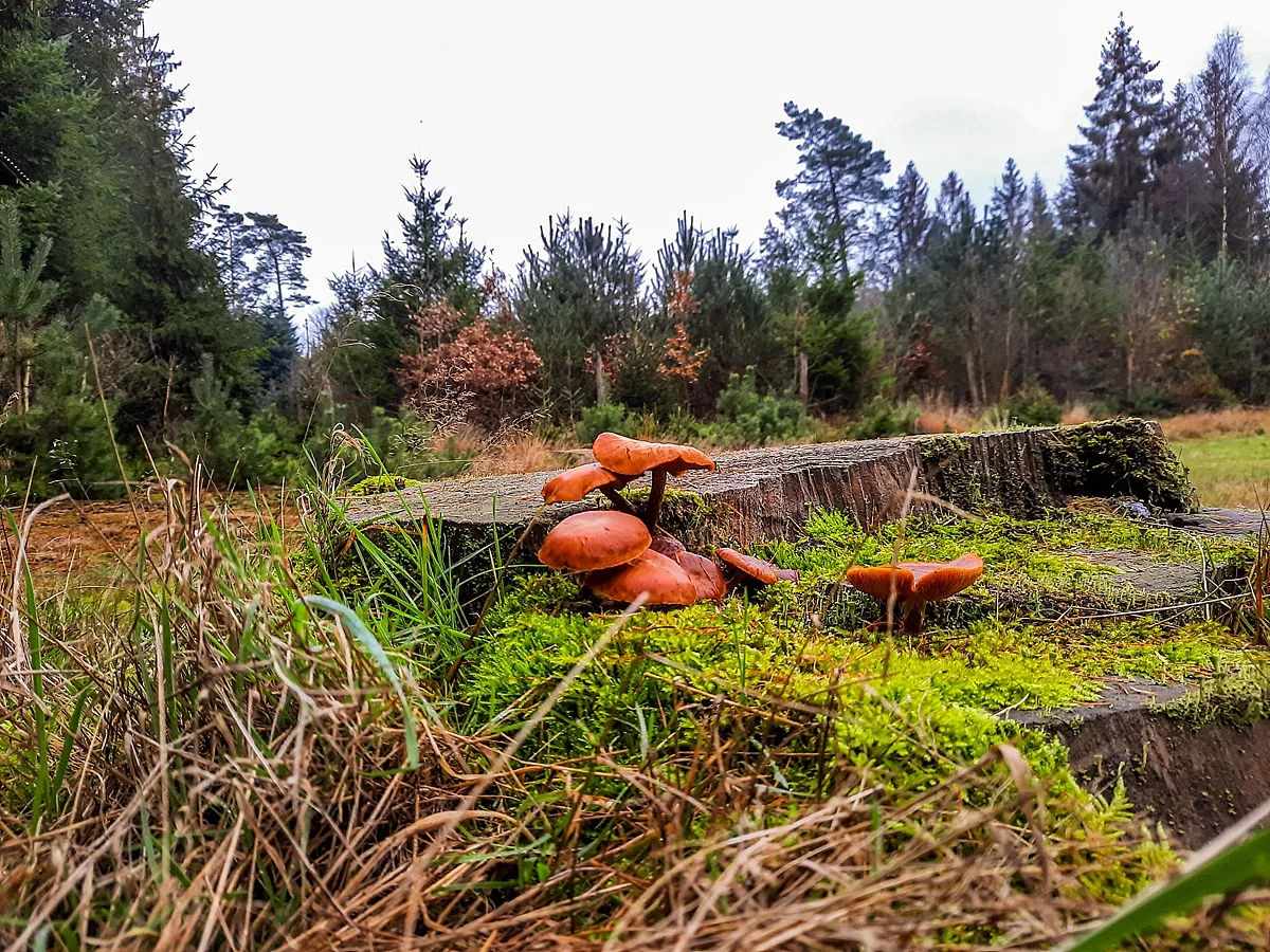 Fliegenpilze wachsen am Baumstumpf im Wald 