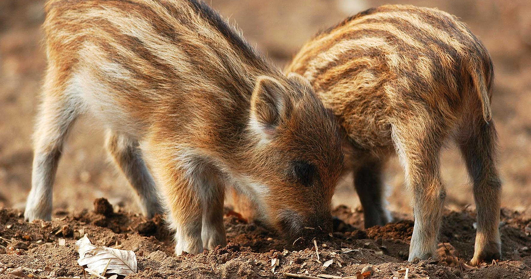 ErlebnisWald Trappenkamp Frischlinge auf Waldboden