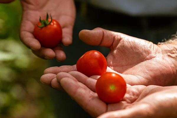 Zwei Hände halten jeweils eine oder zwei kleine Tomaten vor unscharfem Hintergrund