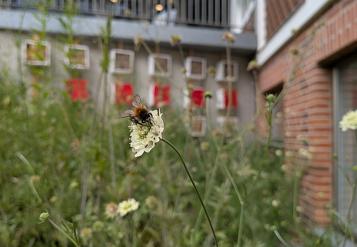 Nahaufnahme einer Biene auf einer weißen Blüte vor unscharfem Hintergrund mit Gebäuden