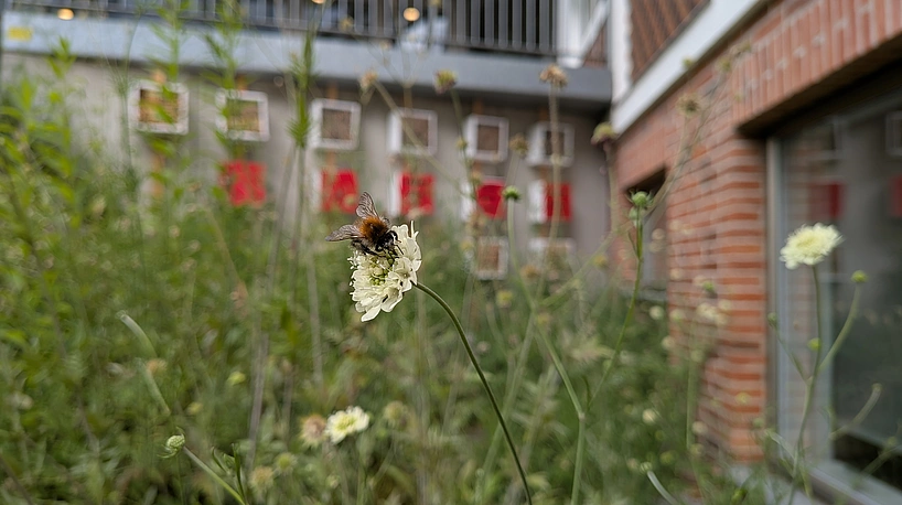 Nahaufnahme einer Biene auf einer weißen Blüte vor unscharfem Hintergrund mit Gebäuden