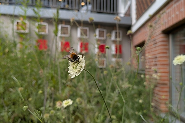 Nahaufnahme einer Biene auf einer weißen Blüte vor unscharfem Hintergrund mit Gebäuden