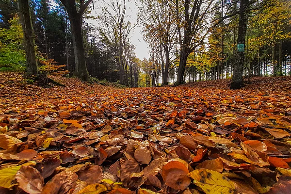 Waldweg mit dichtem Laub auf dem Boden und Bäumen mit herbstlichem Laub an beiden Seiten