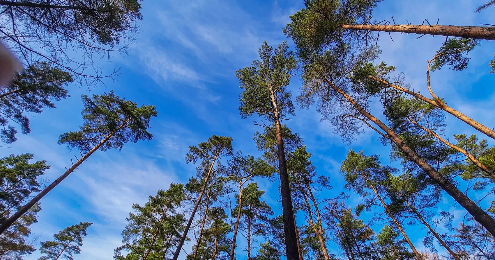 Nadelbäume im Wald aus der Froschperspektive