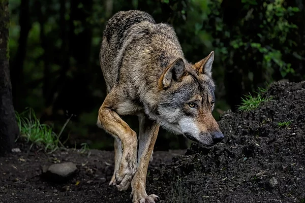 Wolf im Wald