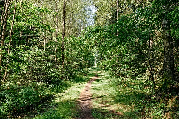 Schmaler Waldpfad umgeben von dichtem grünem Laub und hohen Bäumen unter blauem Himmel