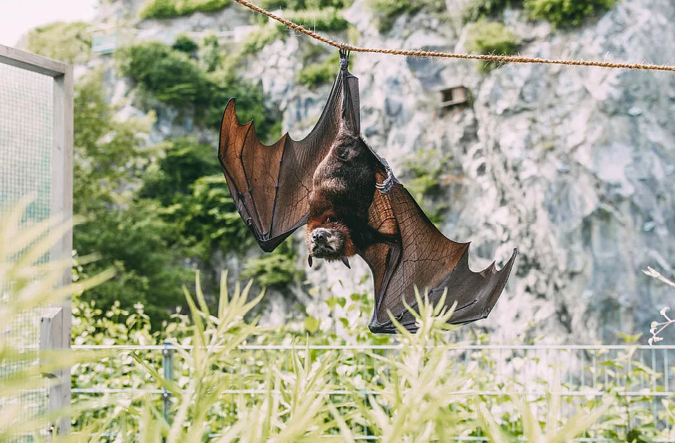 Große Fledermaus hängt kopfüber an einem Seil vor einer Felswand und grüner Vegetation