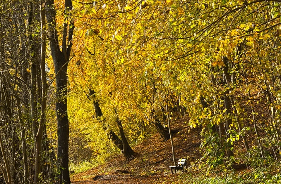 Waldweg im Sonnenschein im Herbst