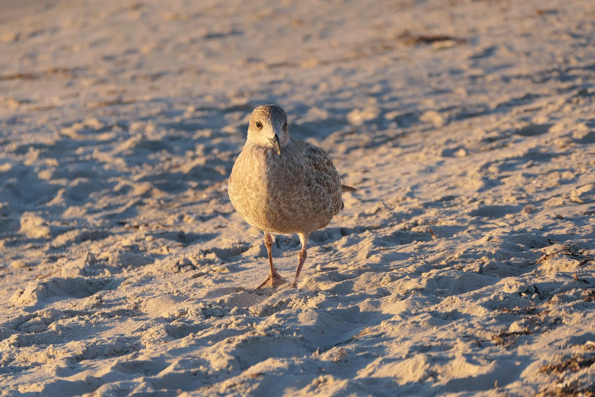 Möwe am Strand