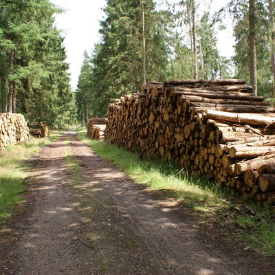 Bild vergrößern: Neben einem Weg im Wald liegen rechts und links Baumstämme aufeinandergestapelt.