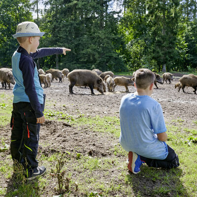 Bild vergrößern: Zwei Jungen beobachten Wildschweine im Hintergrund.