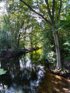 Bild vergrößern: Blick auf den Fluss Trave, rechts und links am Ufer stehen hohe Bäume, die Schatten aufs Wasser werfen.