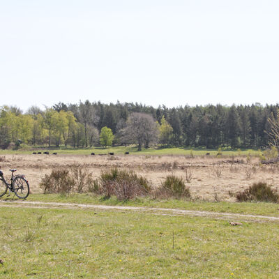 Bild vergrößern: Heidelandschaft mit Wald im Hintergrund. Ein Fahrrad steht auf dem Sandweg.