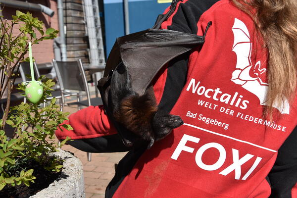 Bild vergrößern: Das zahme Flughund-Weibchen Foxi auf dem Arm der Tierpflegerin