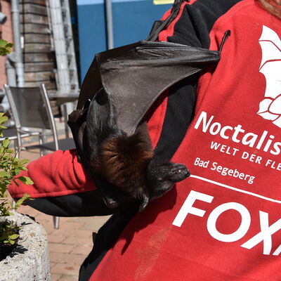 Das zahme Flughund-Weibchen Foxi auf dem Arm der Tierpflegerin