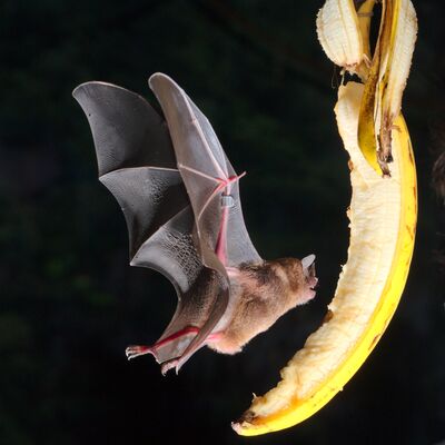 Bild vergrößern: Fledermaus in der Noctalis Erlebnisausstellung fliegt auf eine Banane zu.