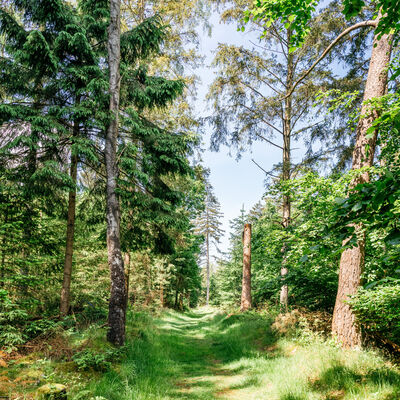 Bild vergr&ouml;&szlig;ern: Waldpfad mit gr�nem Gras und B�umen auf beiden Seiten unter blauem Himmel