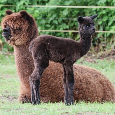 Bild vergr&ouml;&szlig;ern: Ein sitzendes Alpaka mit dichtem Fell neben einem stehenden, jungen Alpaka mit kurzem Fell auf einer Wiese